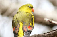 Regent Parrot (Polytelis anthopeplus)