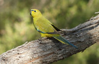 Elegant Parrot (Neophema elegans) 1