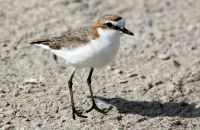 Red-capped Plover (Charadrius ruficapillus)