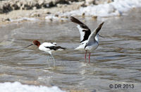Red-necked Avocet (Recurvirostra novaehollandiae) and Banded Stilt (Cladorhynchus leucocephalus)