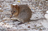 Young Quokka (Setonix brachyurus) 2 Rottnest Island, W.A.