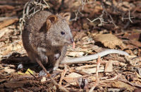 Quokka (Setonix brachyurus) 1  Rottnest Island, W.A.