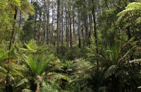 Sherbrooke Forest, Dandenong Ranges, Victoria