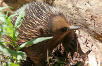Short-beaked Echidna searching for food (Tachyglossus aculeatus) 1 Dandenong Ranges, Victoria
