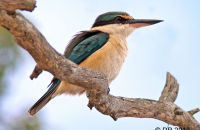 Sacred Kingfisher (Todiramphus sanctus)