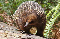Short-beaked Echidna (Tachyglossus aculeatus) 2