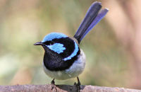 Superb Fairywren (Malurus cyaneus)