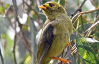Bell Miner (Manorina melanophrys)