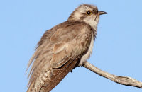 Pallid Cuckoo (Cacomantis pallidus)