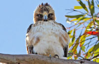 Little Eagle (Aquila morphnoides) 1