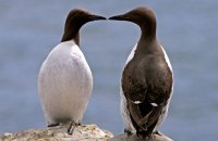 Guillemots on the cliffs of Staple Island  (Uria aalge)  "and another thing...!"