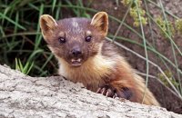 European Pine Marten (Martes martes) 1