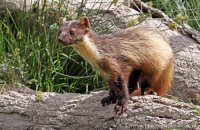 European Pine Marten (Martes martes) 2