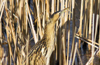 Bittern (Botaurus stellaris) 1. In a frozen reedbed