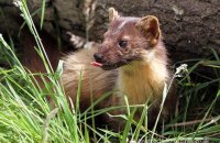 European Pine Marten (Martes martes) 3
