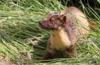European Pine Marten (Martes martes) 5
