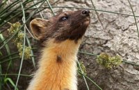 European Pine Marten (Martes martes) 4