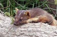 European Pine Marten (Martes martes) 6