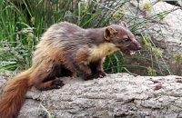 European Pine Marten (Martes martes) 7
