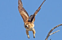 Little Eagle taking off (Aquila morphnoides) 2