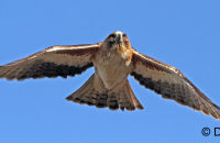 Little Eagle in flight (Aquila morphnoides) 3