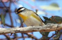 Striated Pardelote displaying (Pardalotus striatus) 1