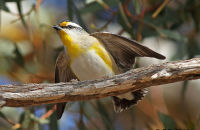 Striated Pardelote wing-fluttering display (Pardalotus striatus) 2