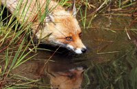 Red Fox (Vulpes vulpes) 1