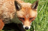 Red Fox (Vulpes vulpes) 2