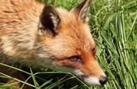 Red Fox (Vulpes vulpes) 6