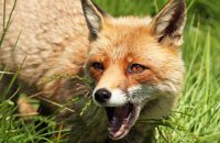 Red Fox (Vulpes vulpes) 3