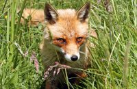 Red Fox (Vulpes vulpes) 4