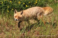 Red Fox (Vulpes vulpes) 5