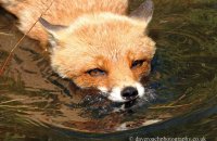 Red Fox swimming (Vulpes vulpes) 7