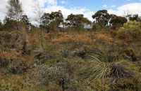 Spring flowers in Western Australia 1