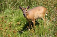 Reeves's Muntjac (Muntiacus reevesii) 1