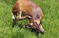 Reeves's Muntjac (Muntiacus reevesii) 2