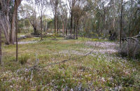 Spring flowers in Western Australia 2
