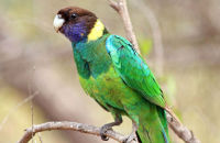 Australian Ringneck (Barnardius zonarius)