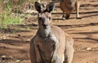 Western Grey Kangaroos (Macropus fuliginosus) 1
