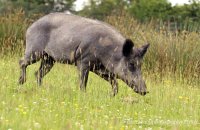Wild Boar (Sus scrofa) 1
