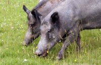 Wild Boar (Sus scrofa) 2