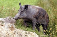 Wild Boar (Sus scrofa) 3