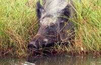 Wild Boar foraging at the water's edge (Sus scrofa) 4