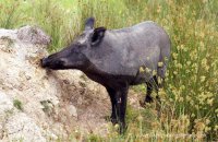 Wild Boar (Sus scrofa) 5
