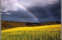 Rainbow over Far Forest