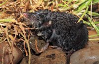 Eurasian Water Shrew (Neomys fodiens) 4