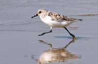 Sanderling (Calidris alba)
