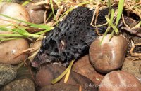 Eurasian Water Shrew (Neomys fodiens) 1