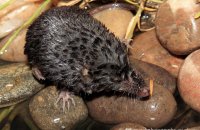 Eurasian Water Shrew (Neomys fodiens) 2